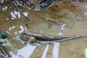 Eyed: Blue-spotted Mudskipper or Boddart's goggle-eyed goby