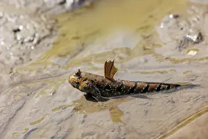 Sabah: Blue-spotted Mudskipper or Boddart's goggle-eyed goby