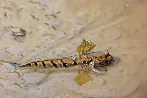 Sabah: Blue-spotted Mudskipper or Boddart's goggle-eyed goby