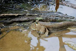 Sabah: Blue-spotted Mudskipper or Boddart's goggle-eyed goby