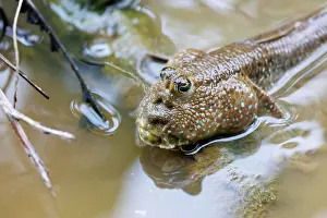 Sabah: Blue-spotted Mudskipper or Boddart's goggle-eyed goby