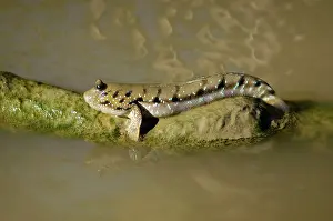 Mudskipper: Blue-spotted Mudskipper fish (dorsal fins are down)