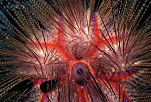 Astropyga: Blue-Spotted Pacific Urchin - close up of spines