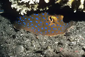 Irian: Blue-spotted Ray
