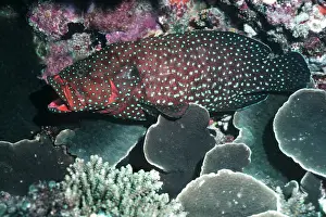 Cephalopholis: Blue-spotted rockcod / bluespotted hind - usually