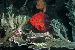 Cephalopholis: Blue-spotted Rockcod / Coral Cod / Coral Hind /