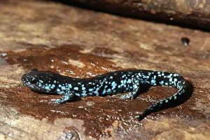 Ambystomatidae: Blue-spotted Salamander