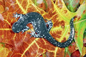 Ambystomatidae: Blue-spotted Salamander
