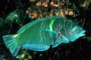 Victims: Blue-spotted / Spotted chisel-tooth WRASSE - caught
