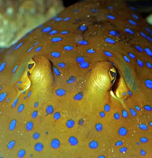 Sting: Blue Spotted Sting Ray