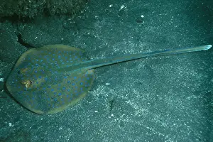 Sting: BLUE-SPOTTED STINGRAY