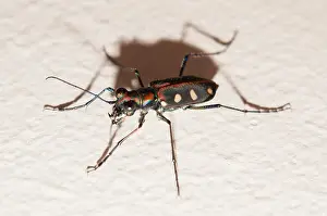 Hexapoda: Blue-spotted Tiger Beetle
