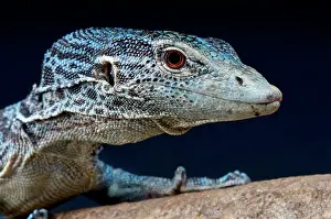Varanus: Blue spotted tree monitor (Varanus macraei), Batanta