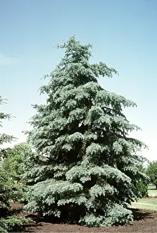 Allen Paterson: BLUE SPRUCE