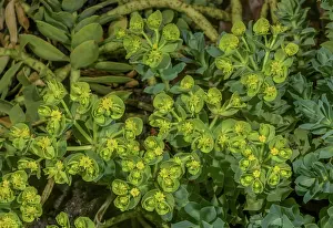 Donkey: Blue spurge, Euphorbia myrsinites, in flower