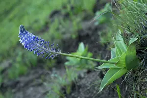 Scilla: Blue Squill Drakensberg Mountains, South Africa