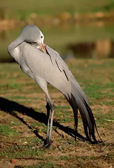 Paradisea: Blue / Stanley / Paradise Crane - preening