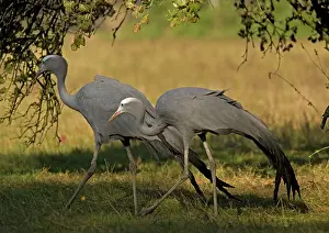 Paradisea: Blue / Stanley / Paradise Cranes, pair