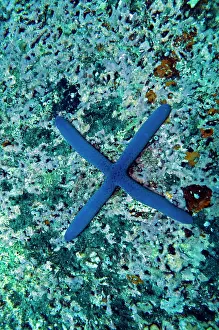 Laevigata: Blue Starfish - born with 4 legs instead of five