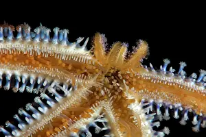 Archipelago: Blue starfish (Coscinasterias tenuispina). Clear