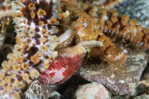 Preys: Blue starfish (Coscinasterias tenuispina) feedin