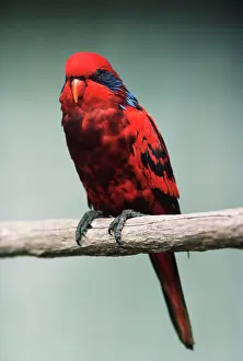 Streaked: Blue-streaked Lory
