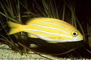 Stripes: BLUE-STRIPED SNAPPER