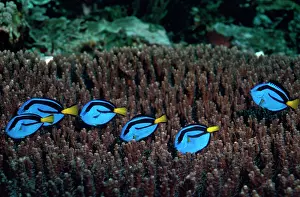 Surgeonfish: Blue Surgeon Fish - shoal feeding