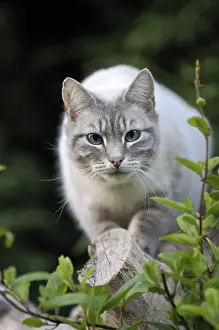 Steal: Blue tabby point male Siamese cat stalking on a branch