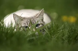 Steal: Blue tabby point male Siamese cat stalking in a garden