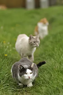 Hunted: Blue tabby point Siamese cross cat and white and gray cat