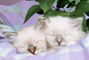 Check: Blue Tabby & Seal Tabby Birman Cats - kittens asleep