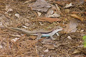 Ameiva: Blue-tail Lizard