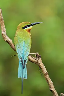 Philippinus: Blue-tailed Bee-eater - back view - perched on branch