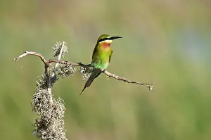 Philippinus: Blue-tailed Bee-eater - front view - perched on branch