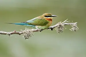 Philippinus: Blue-tailed Bee-eater - side view - perched on branch