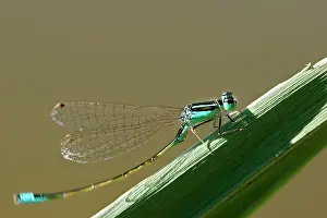 Ischnura: Blue-tailed Damselfly