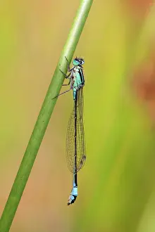 Damselflies: Blue Tailed Damselfly