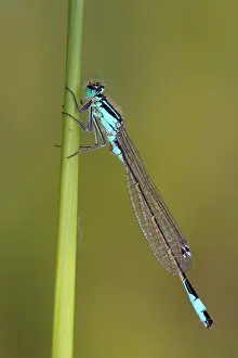 Zygoptera: Blue-tailed Damselfly