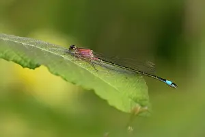 Ischnura: Blue-tailed Damselfly