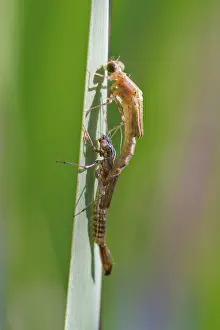 Bradley: Blue-tailed Damselfly