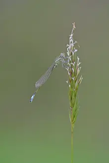 Naardermeer: Blue-tailed Damselfly