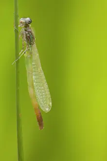 Zygoptera: Blue-tailed Damselfly