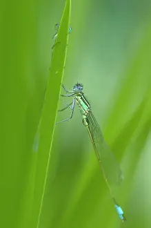 Ischnura: Blue-tailed Damselfly