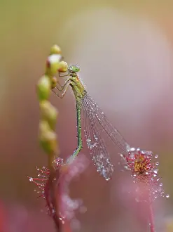 Sundew: Blue-tailed Damselfly