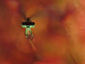 Sundew: Blue-tailed Damselfly