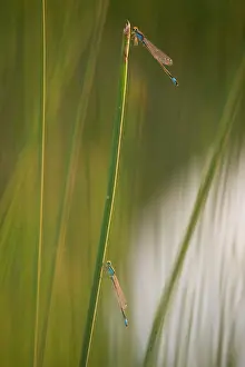Ditch: Blue-tailed Damselfly