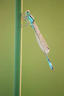 Lutjewinkel: Blue-tailed Damselfly