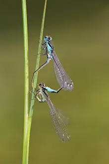 Bradley: Blue-tailed Damselfly