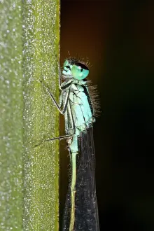 Bradley: Blue-tailed Damselfly